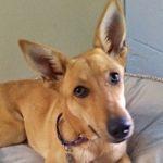 Surprise, a Adoptable mixed breed in Green Valley, AZ image 2/10