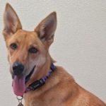 Surprise, a Adoptable mixed breed in Green Valley, AZ image 3/10