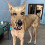 Surprise, a Adoptable mixed breed in Green Valley, AZ image 4/10