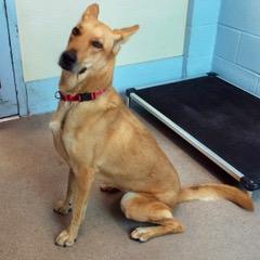 Surprise, a Adoptable mixed breed in Green Valley, AZ image 5/10