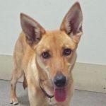 Surprise, a Adoptable mixed breed in Green Valley, AZ image 6/10