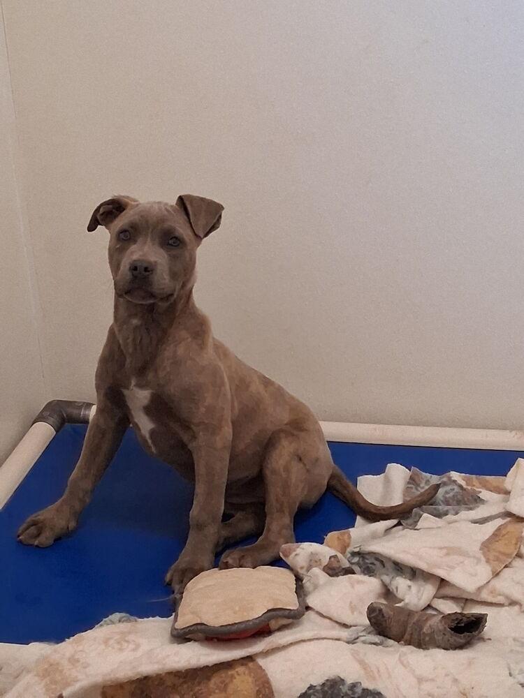 Strawberry, Adoptable, Puppy Female Pit Bull Terrier.