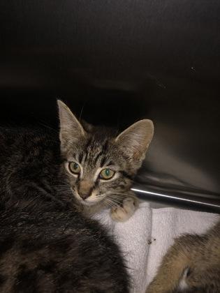 Enlarge Tadashi, a Adoptable mixed breed in Hillsboro, OR image 1/1