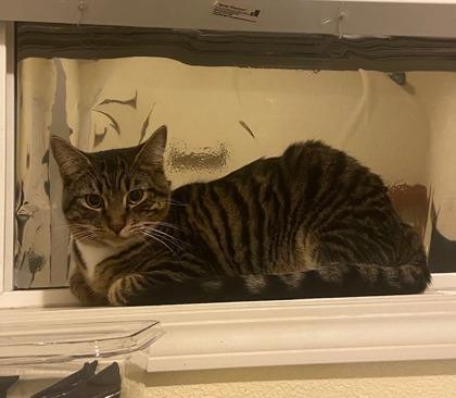 Tadashi, Adoptable, Kitten Male Domestic Short Hair & Domestic Short Hair.