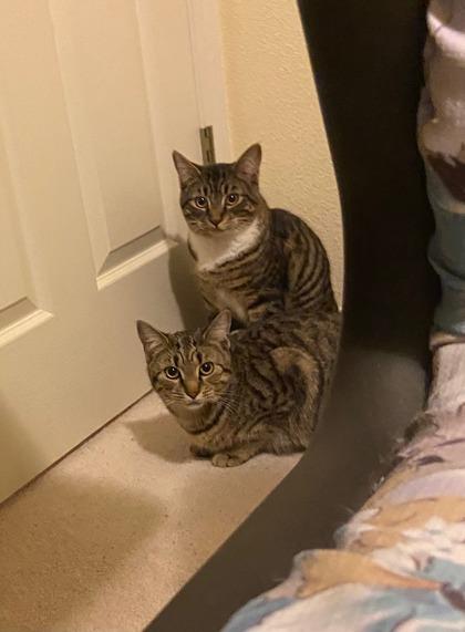 Enlarge Tadashi, a Adoptable mixed breed in Hillsboro, OR image 3/3