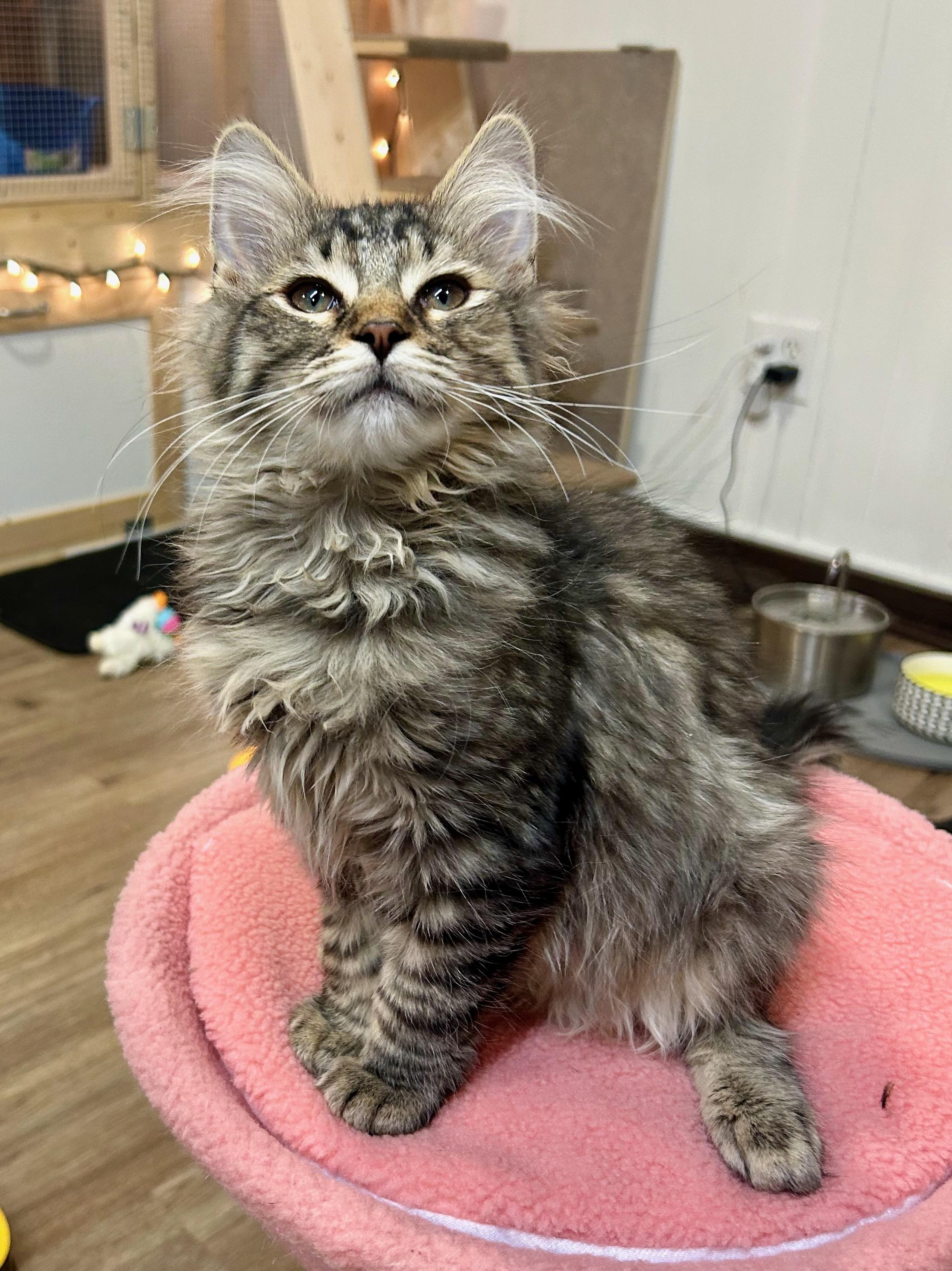 Hugh, adopted, Young Male Tiger.