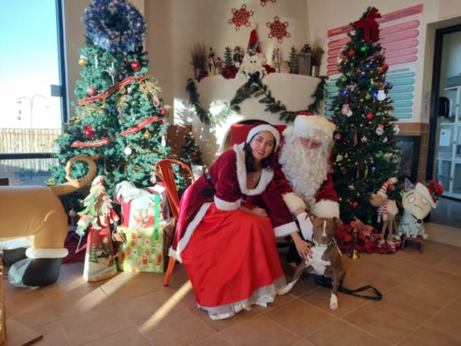 MERIDA, Adoptable, Young Female Mixed Breed.