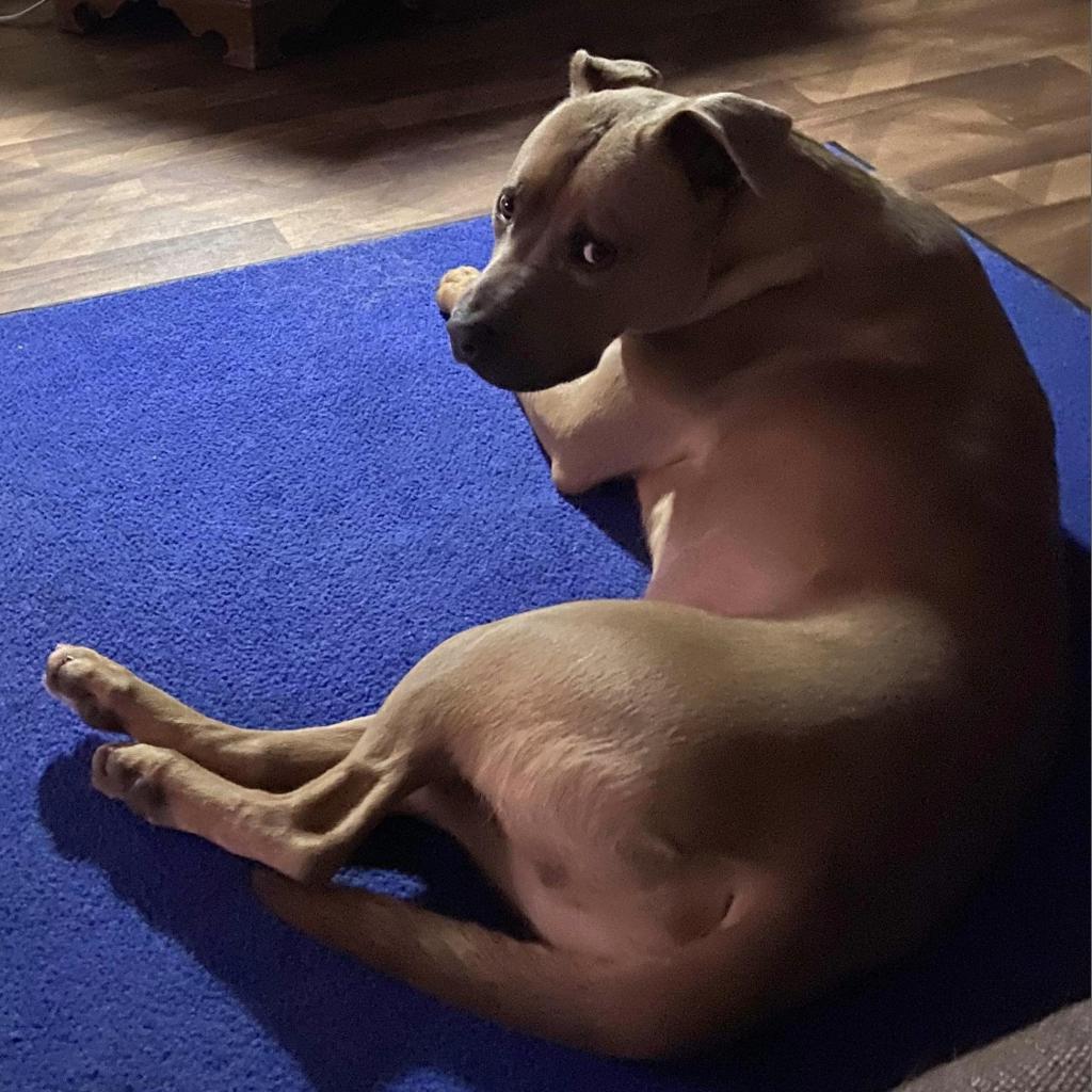 Tovi, Adoptable, Adult Male Pit Bull Terrier.