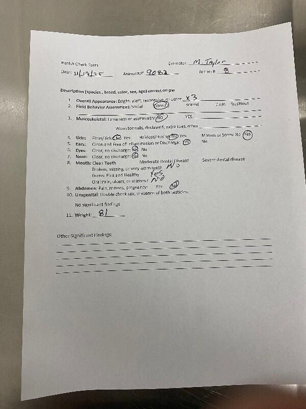 Teeny, a Adoptable Great Pyrenees in Hobbs, NM image 1/6