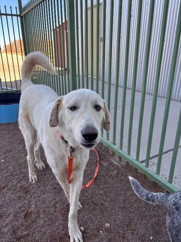 Teeny, a Adoptable Great Pyrenees in Hobbs, NM image 2/6