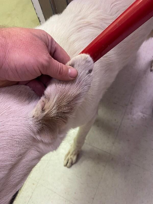 Teeny, a Adoptable Great Pyrenees in Hobbs, NM image 3/6