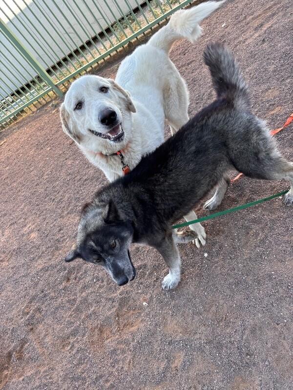 Teeny, a Adoptable Great Pyrenees in Hobbs, NM image 4/6