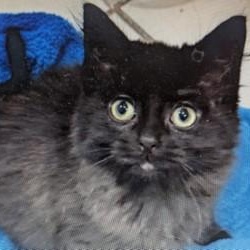 Enlarge Muppet, a ADOPTABLE Domestic Medium Hair in Annapolis, MD image 1/1