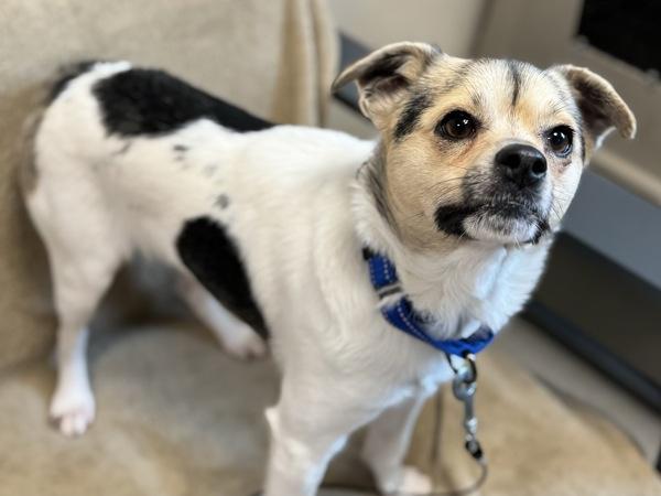 Stork — thumbnail 3