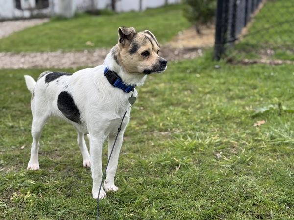 Stork — thumbnail 4