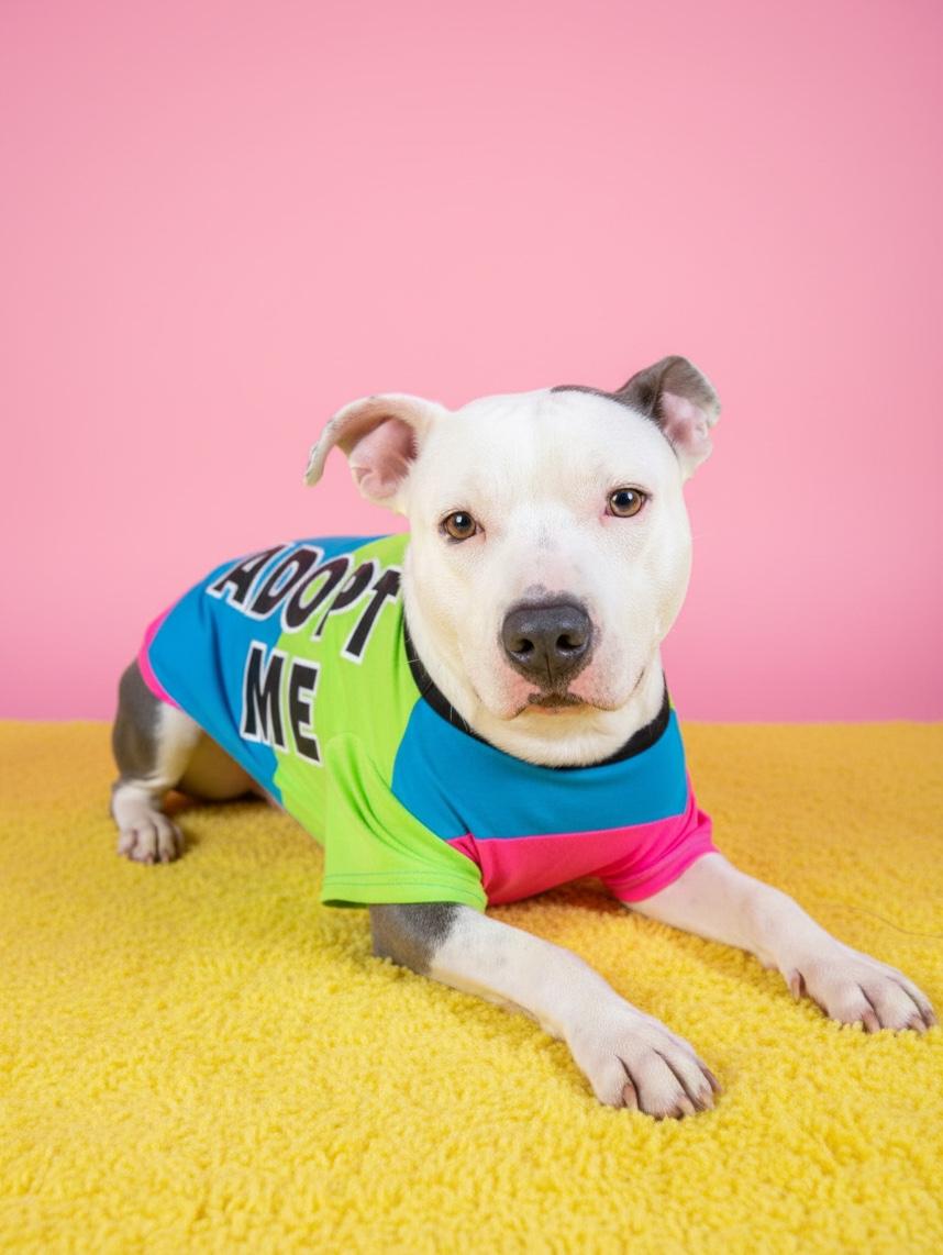 Chico-ADOPT Me, Adoptable, Adult Male Pit Bull Terrier.
