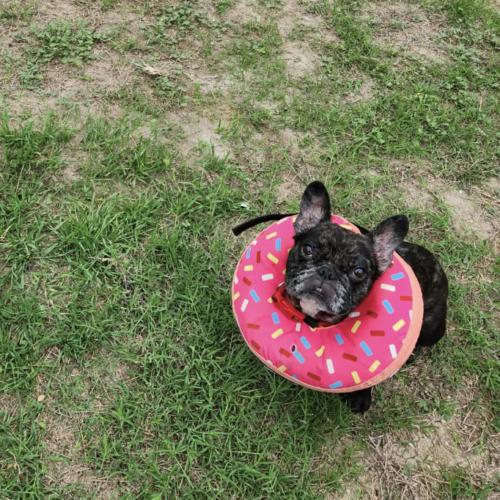 Enlarge Twinkle Mae, a Adoptable French Bulldog in Austin, TX image 1/4