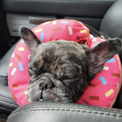 Enlarge Twinkle Mae, a Adoptable French Bulldog in Austin, TX image 2/4