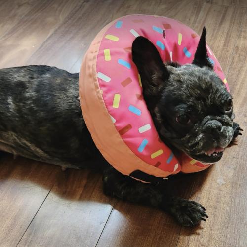 Enlarge Twinkle Mae, a Adoptable French Bulldog in Austin, TX image 3/4