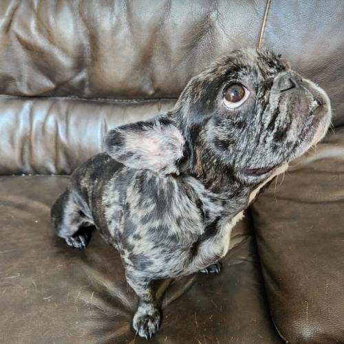 Enlarge Twinkle Mae, a Adoptable French Bulldog in Austin, TX image 4/5