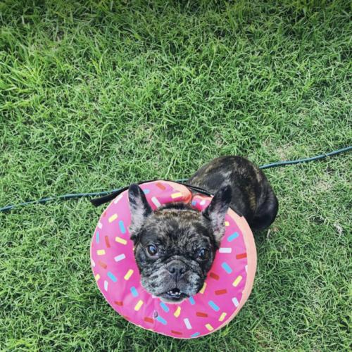 Enlarge Twinkle Mae, a Adoptable French Bulldog in Austin, TX image 4/4