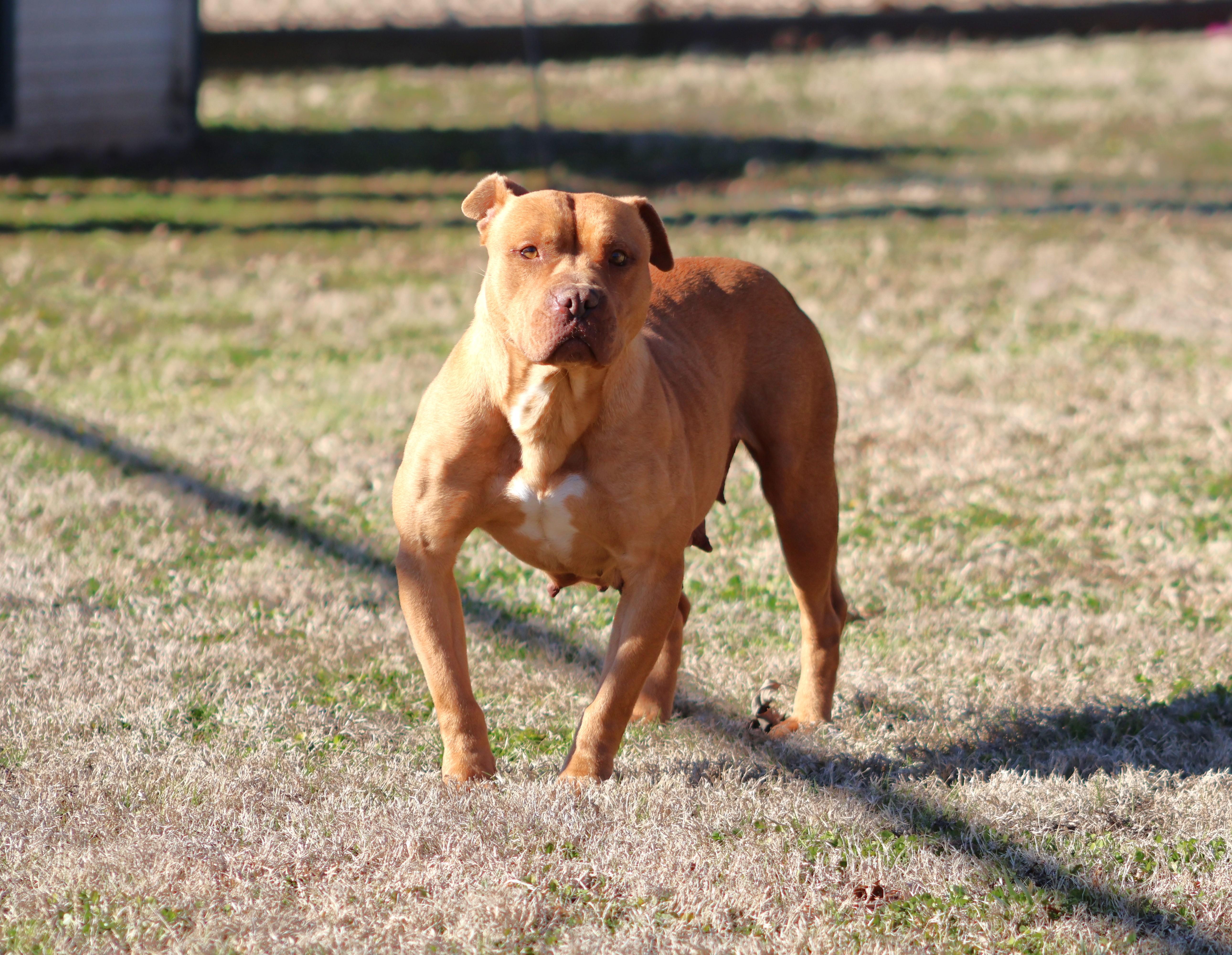 Enlarge COCO, a Adoptable Pit Bull Terrier in Appling, GA image 2/3