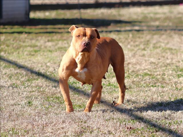Enlarge COCO, a Adoptable Pit Bull Terrier in Appling, GA image 1/1
