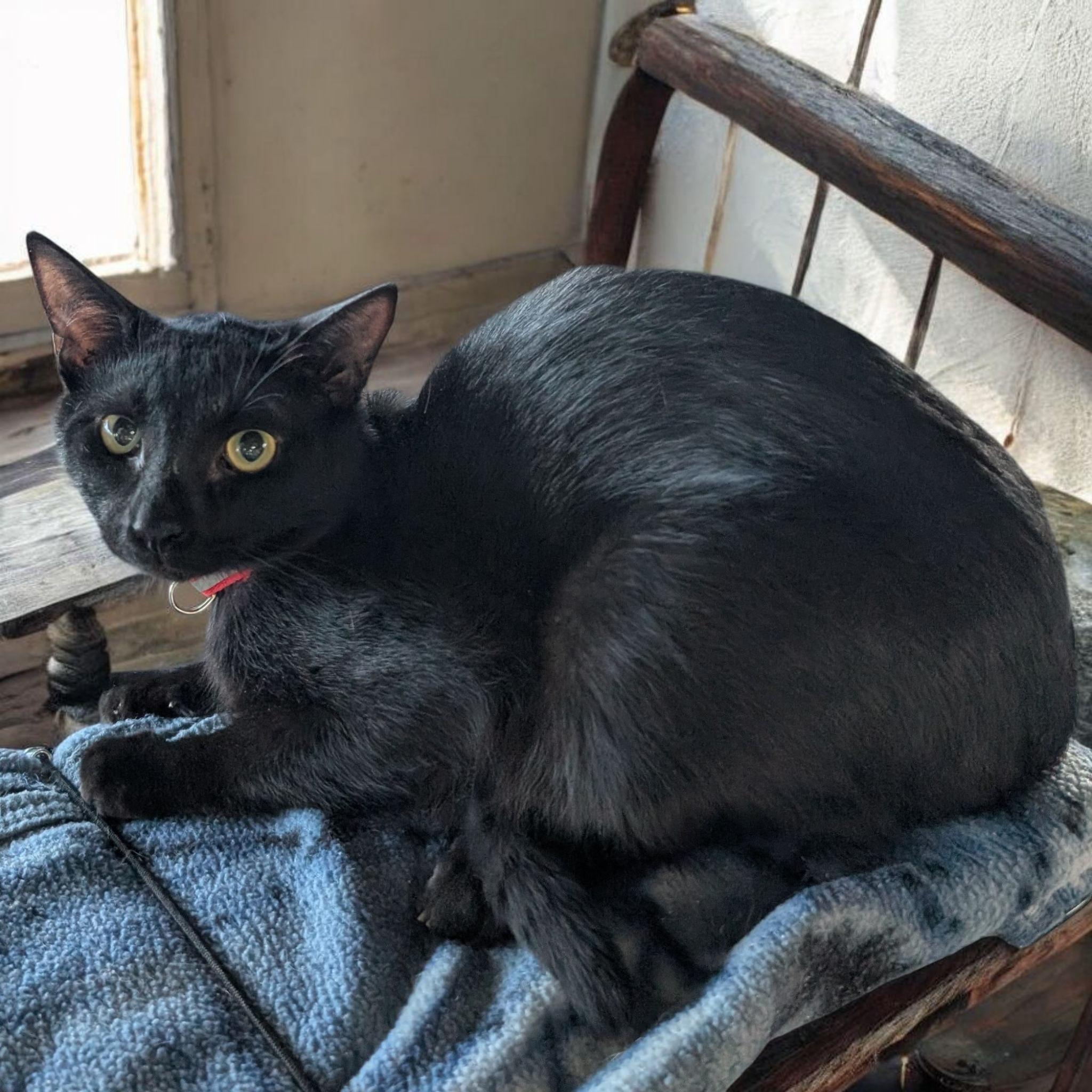 Ranger, Young Male Domestic Short Hair