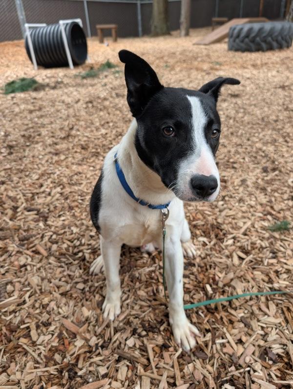 Gunter, a Adoptable mixed breed in Vancouver, WA image 1/6