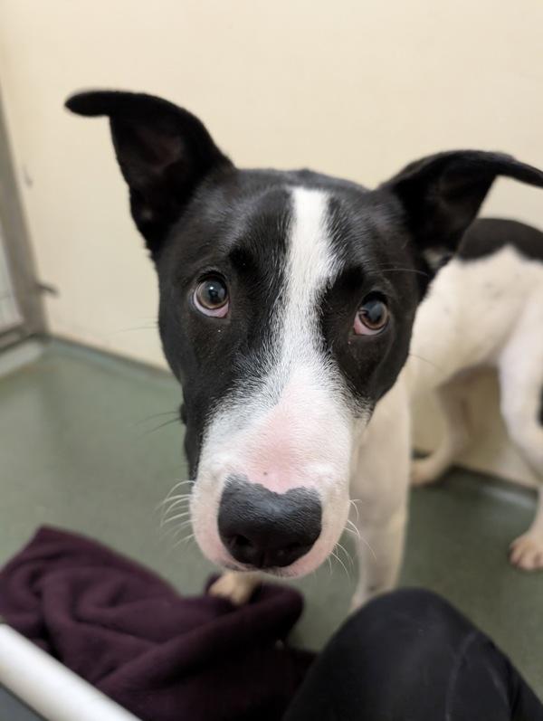 Gunter, a Adoptable mixed breed in Vancouver, WA image 2/6