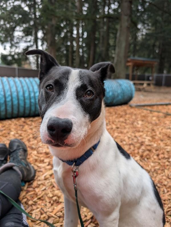 Gunter, a Adoptable mixed breed in Vancouver, WA image 3/6