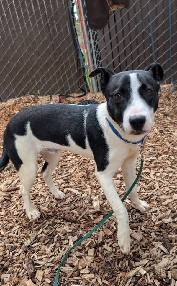 Gunter, a Adoptable mixed breed in Vancouver, WA image 4/6