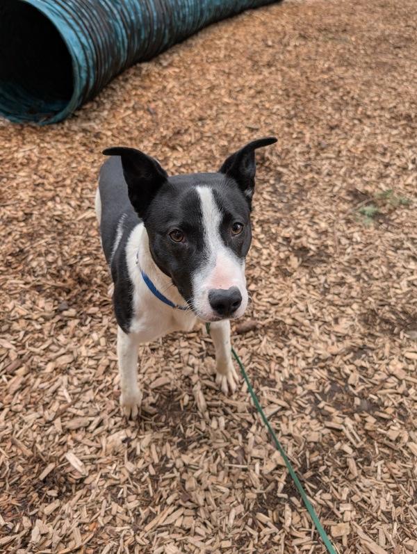 Gunter, a Adoptable mixed breed in Vancouver, WA image 5/6