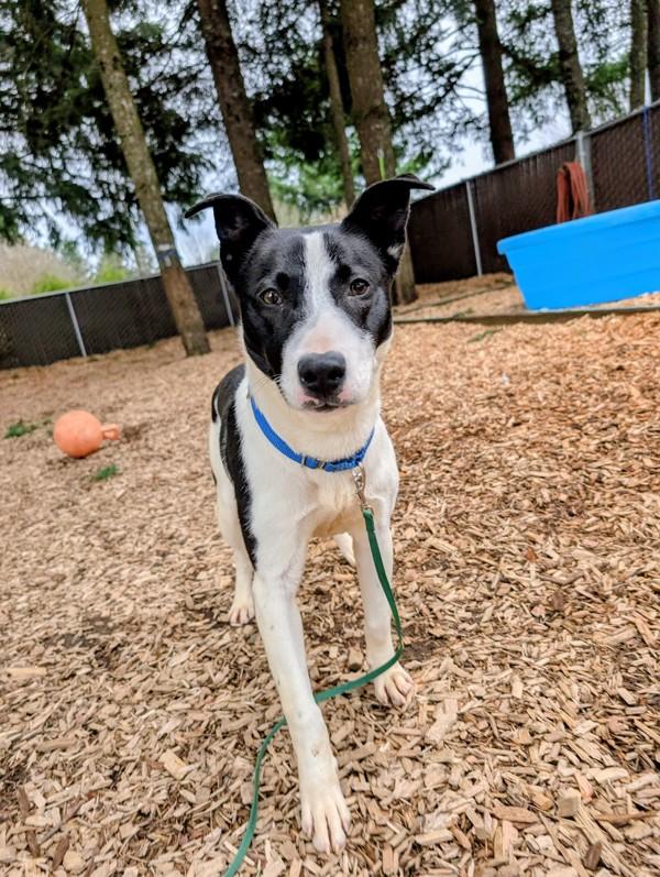 Gunter, a Adoptable mixed breed in Vancouver, WA image 6/6