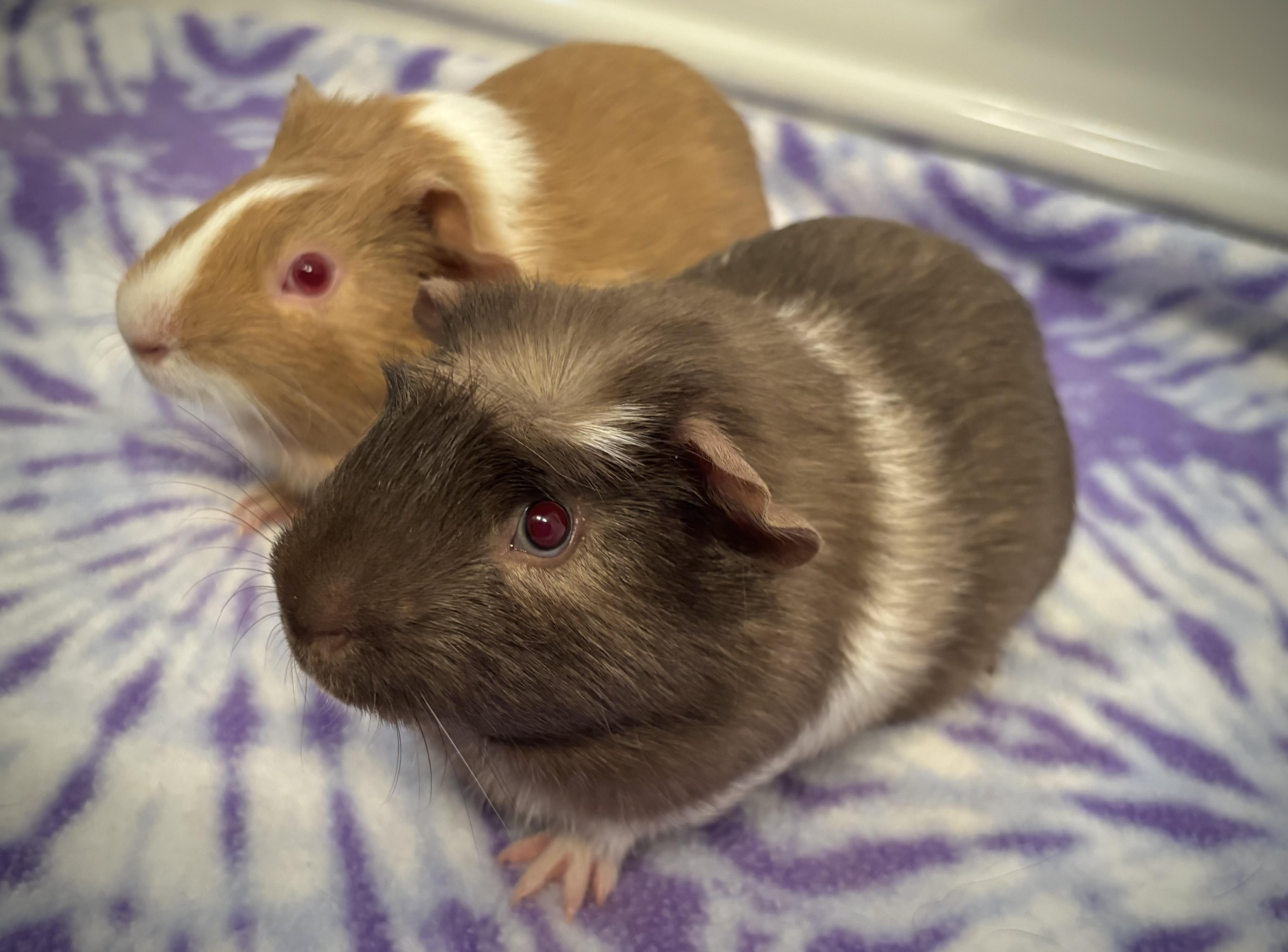 Enlarge Madden + Milo Bonded pair, a Adoptable Guinea Pig in Sauk Village, IL image 3/3