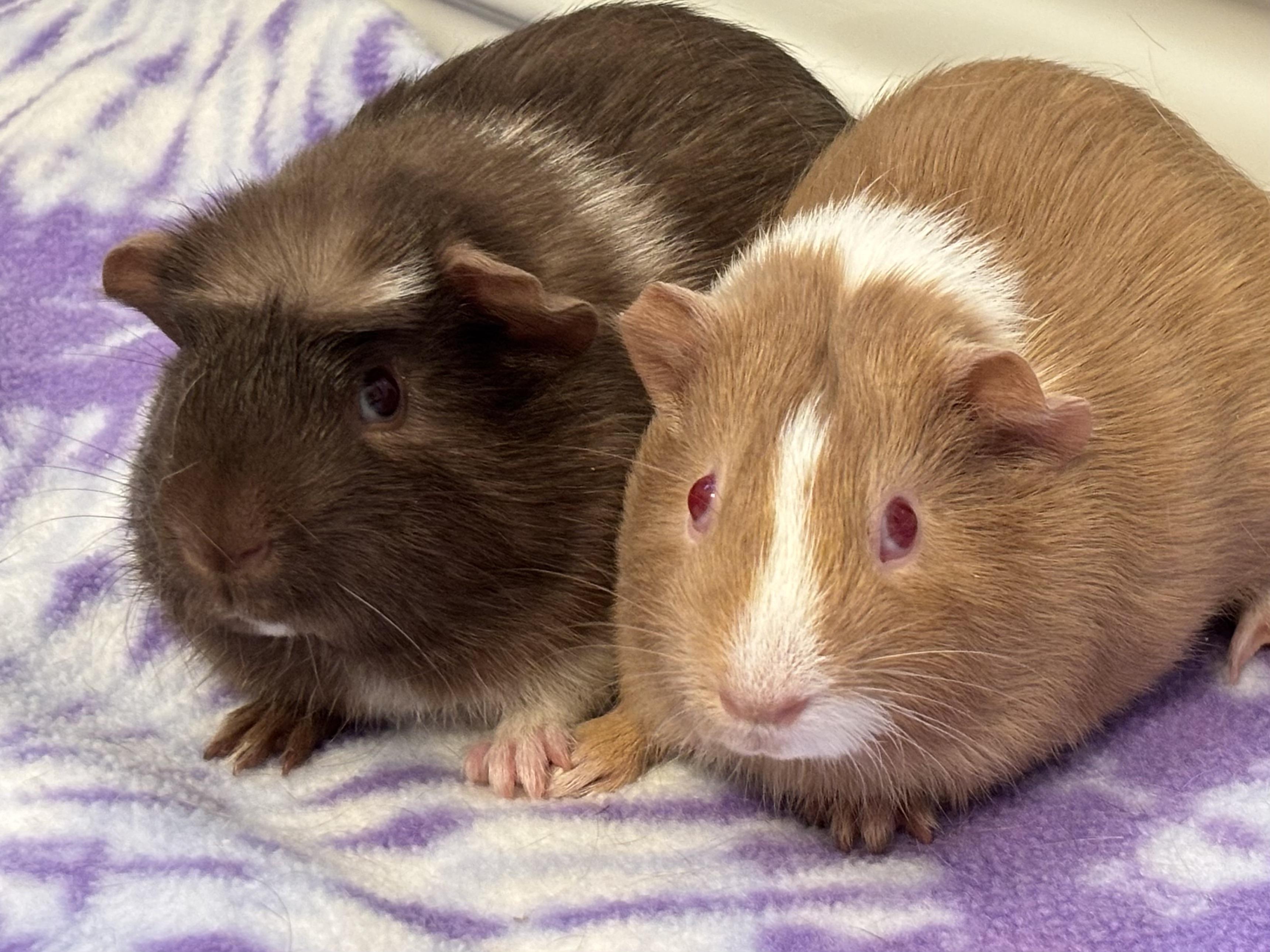 Madden + Milo Bonded pair, Adoptable, Young Male Guinea Pig.