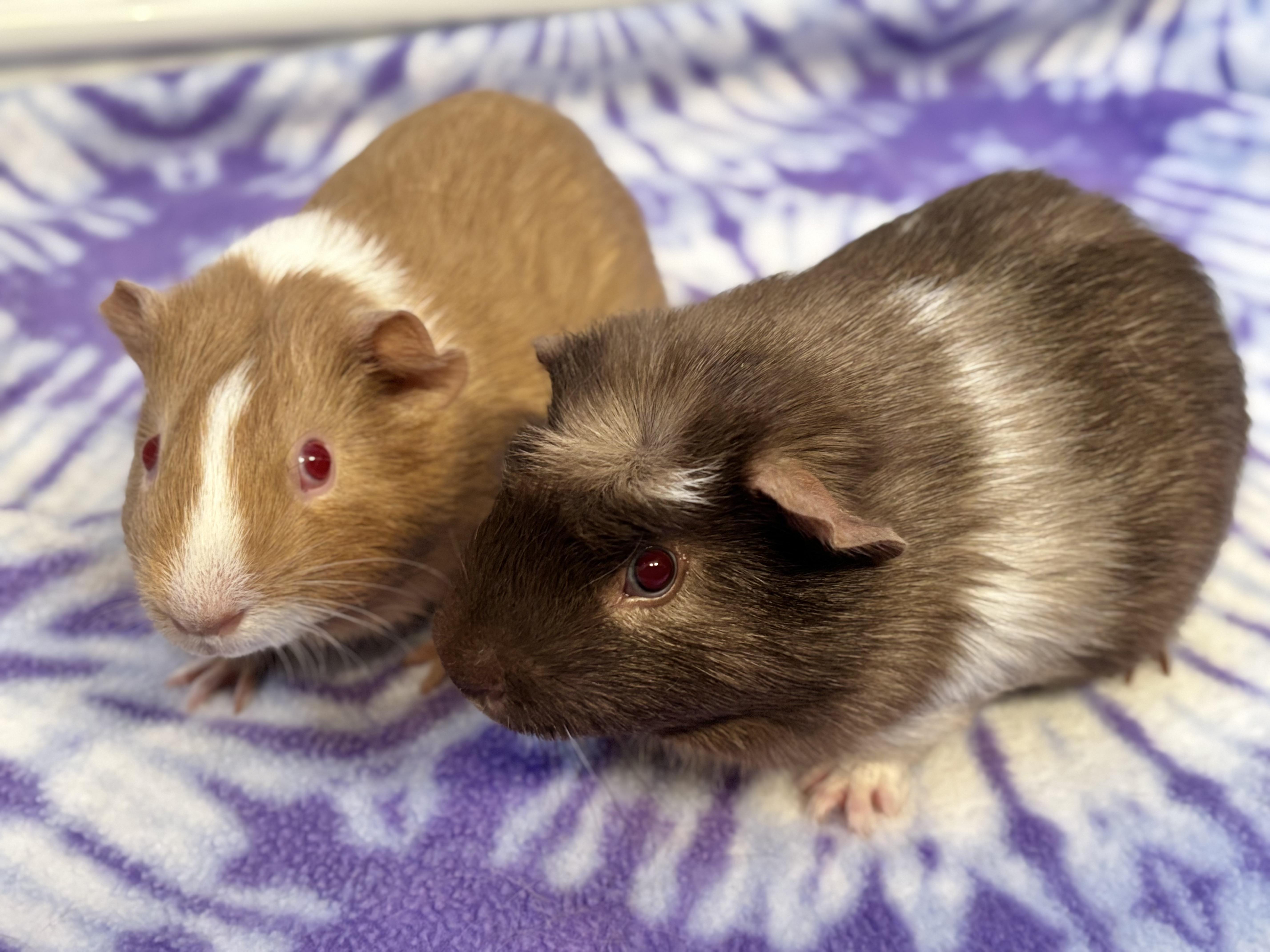 Enlarge Madden + Milo Bonded pair, a Adoptable Guinea Pig in Sauk Village, IL image 2/3