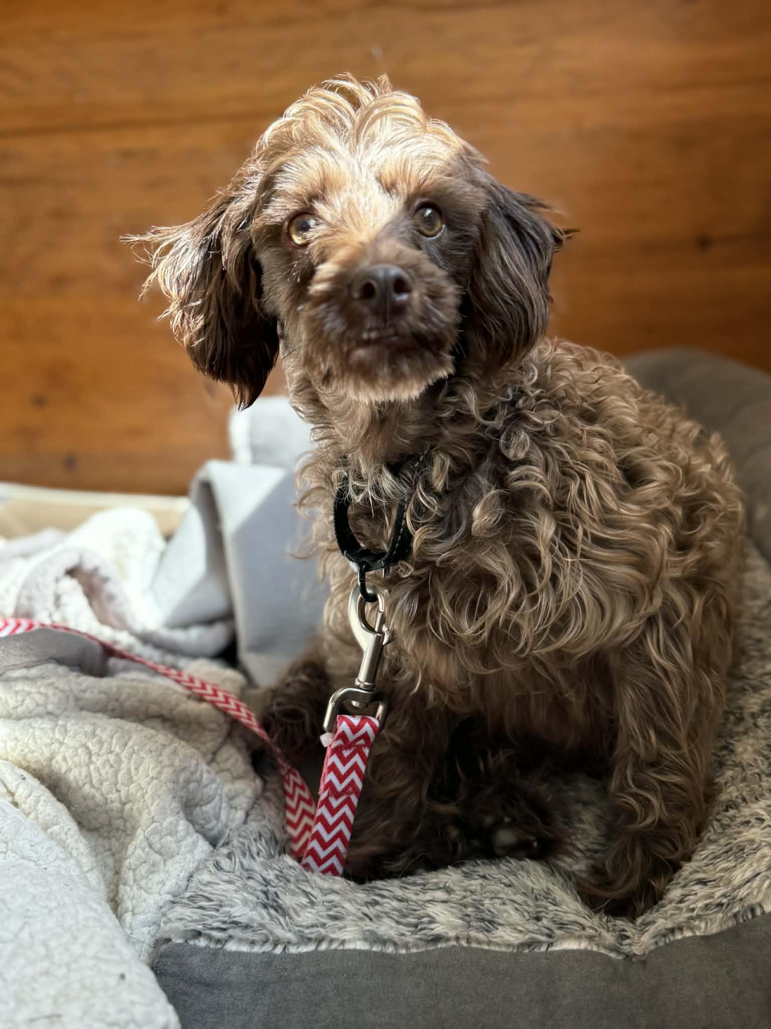 Enlarge Ariel, an adoption pending Labradoodle in Brunswick, ME image 3/3