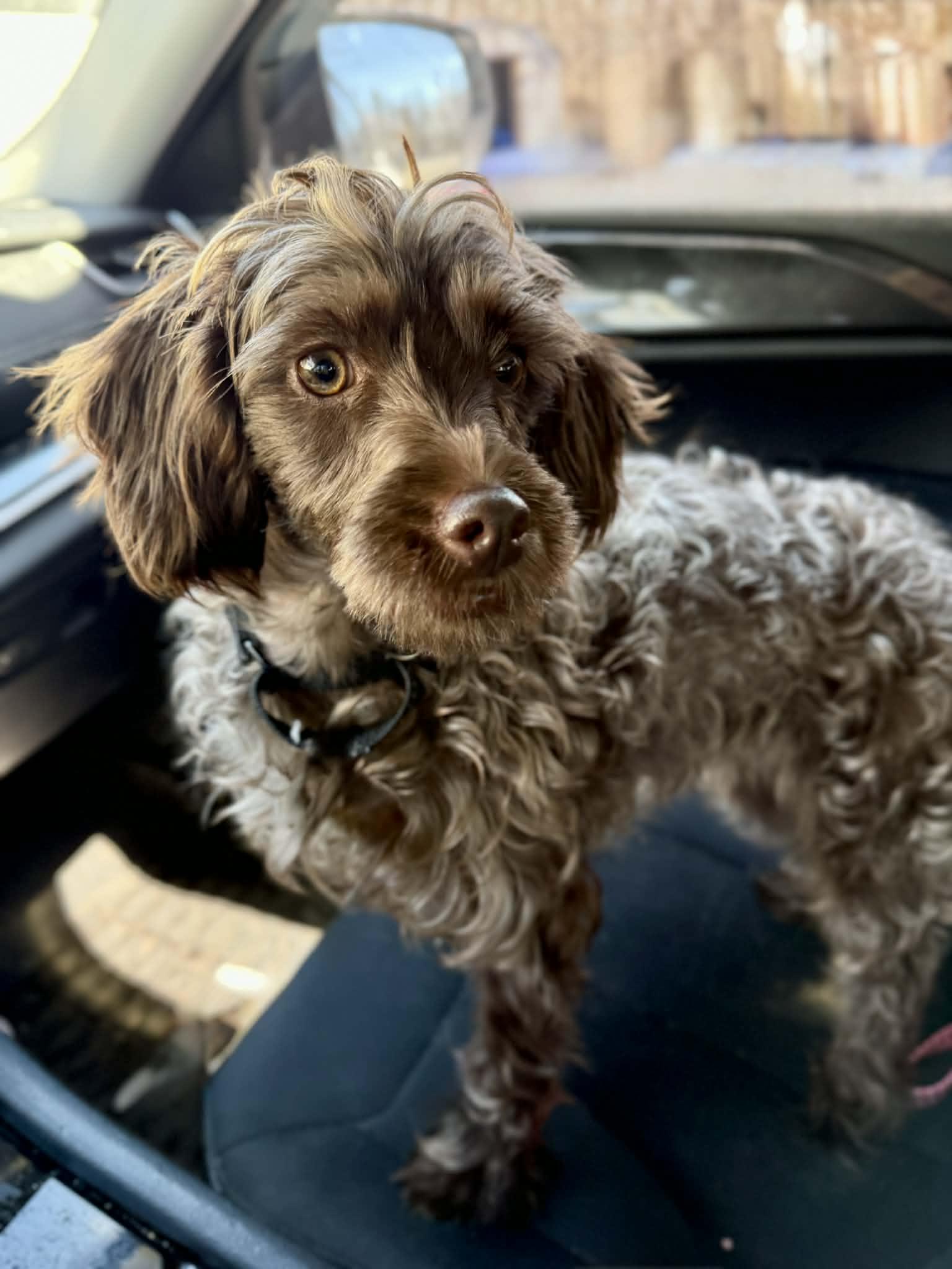 Enlarge Ariel, an adoption pending Labradoodle in Brunswick, ME image 2/3