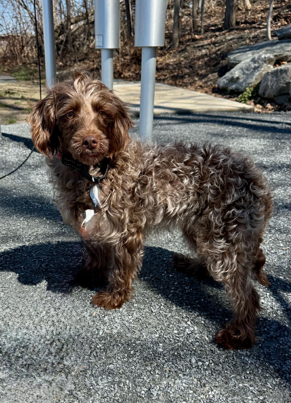 Ariel, ADOPTABLE, Adult Female Labradoodle.