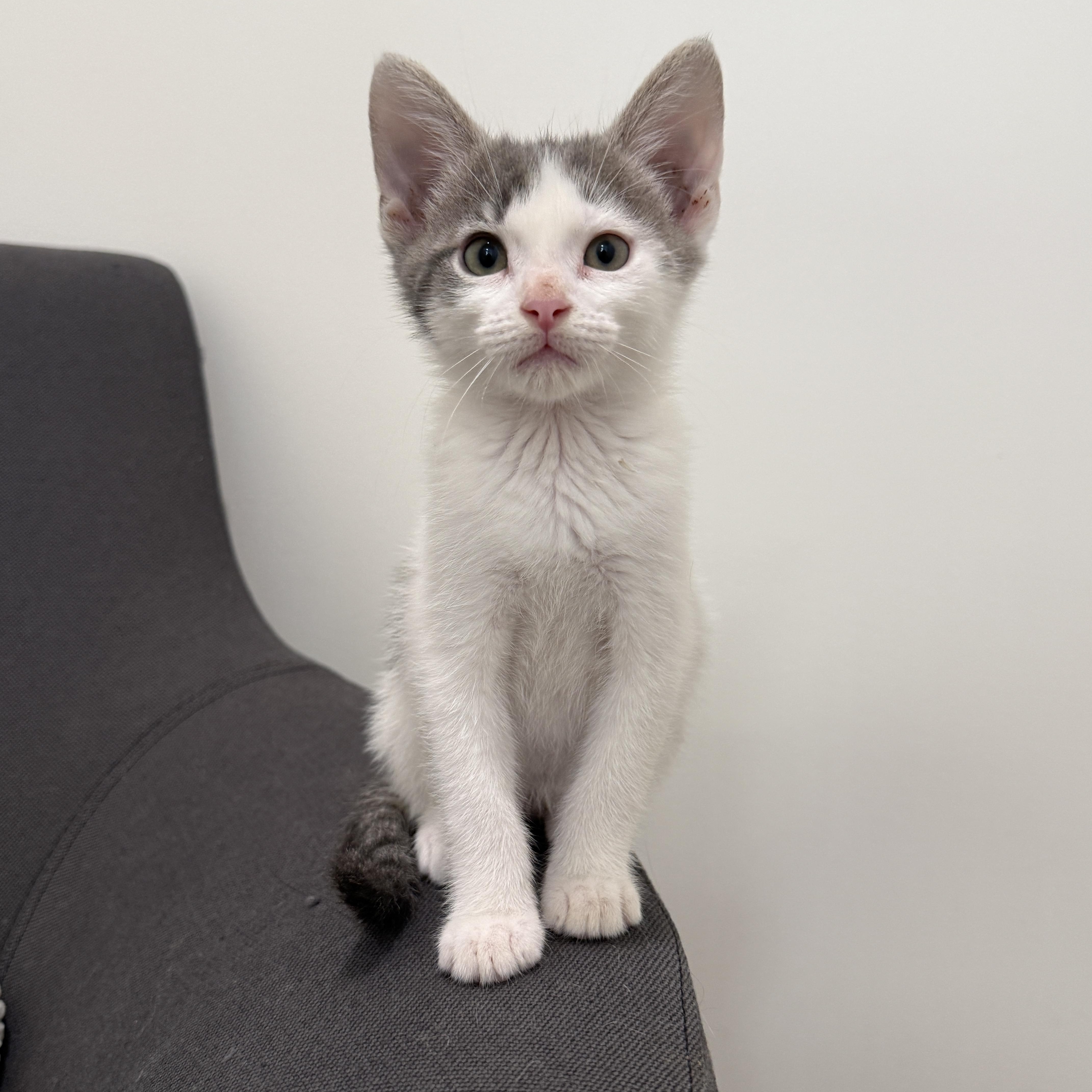 Bobby Jo, Adoptable, Kitten Male Domestic Short Hair.