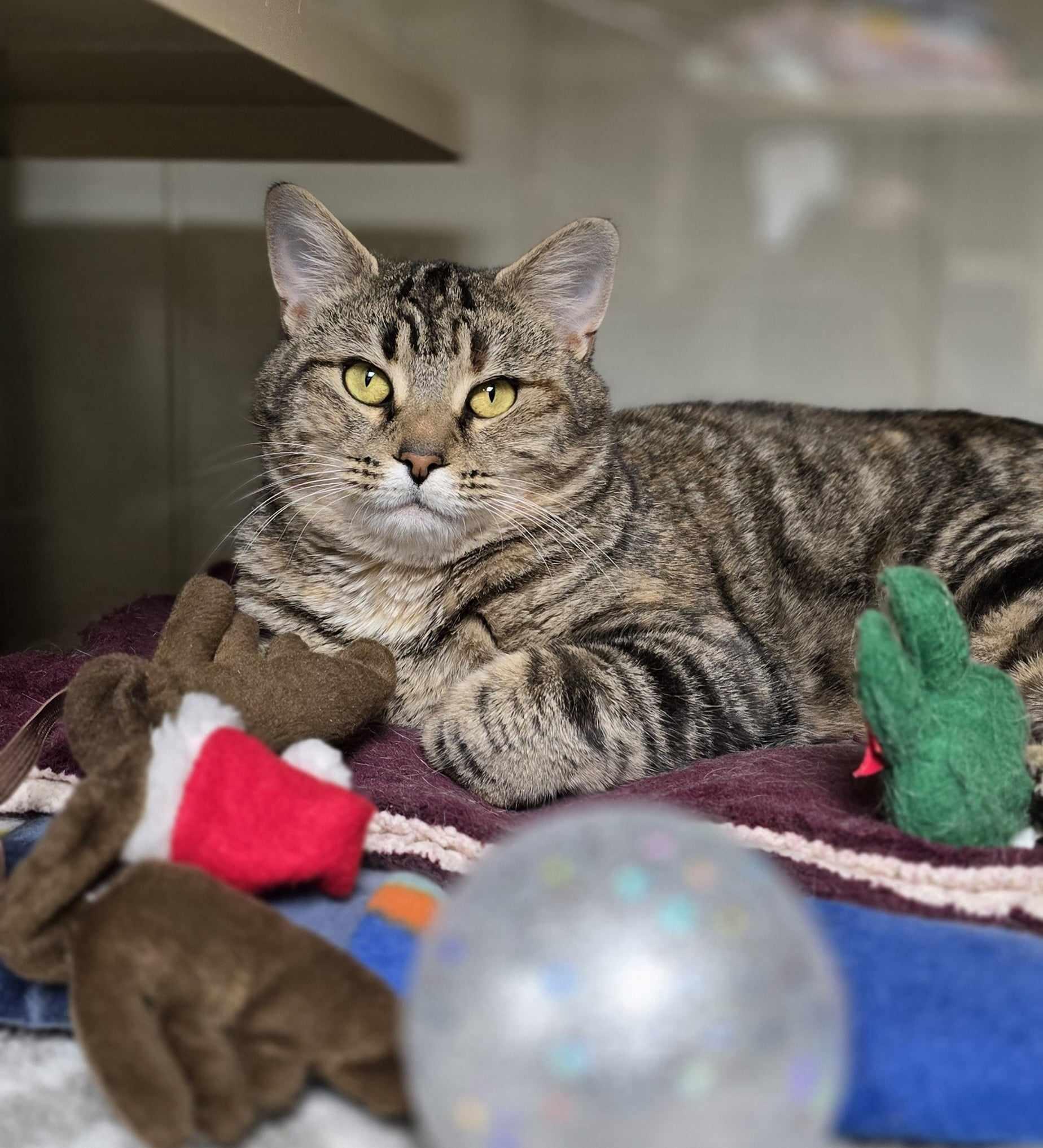 Belle, a Adoptable Domestic Short Hair in New Castle, PA image 1/6