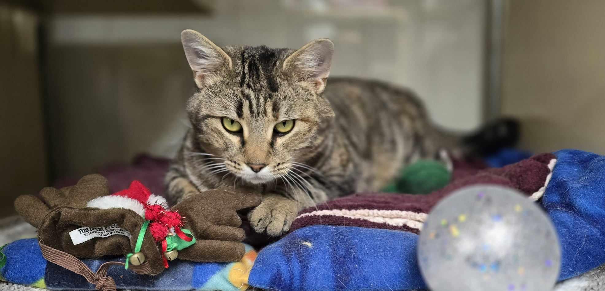 Belle, a Adoptable Domestic Short Hair in New Castle, PA image 2/6