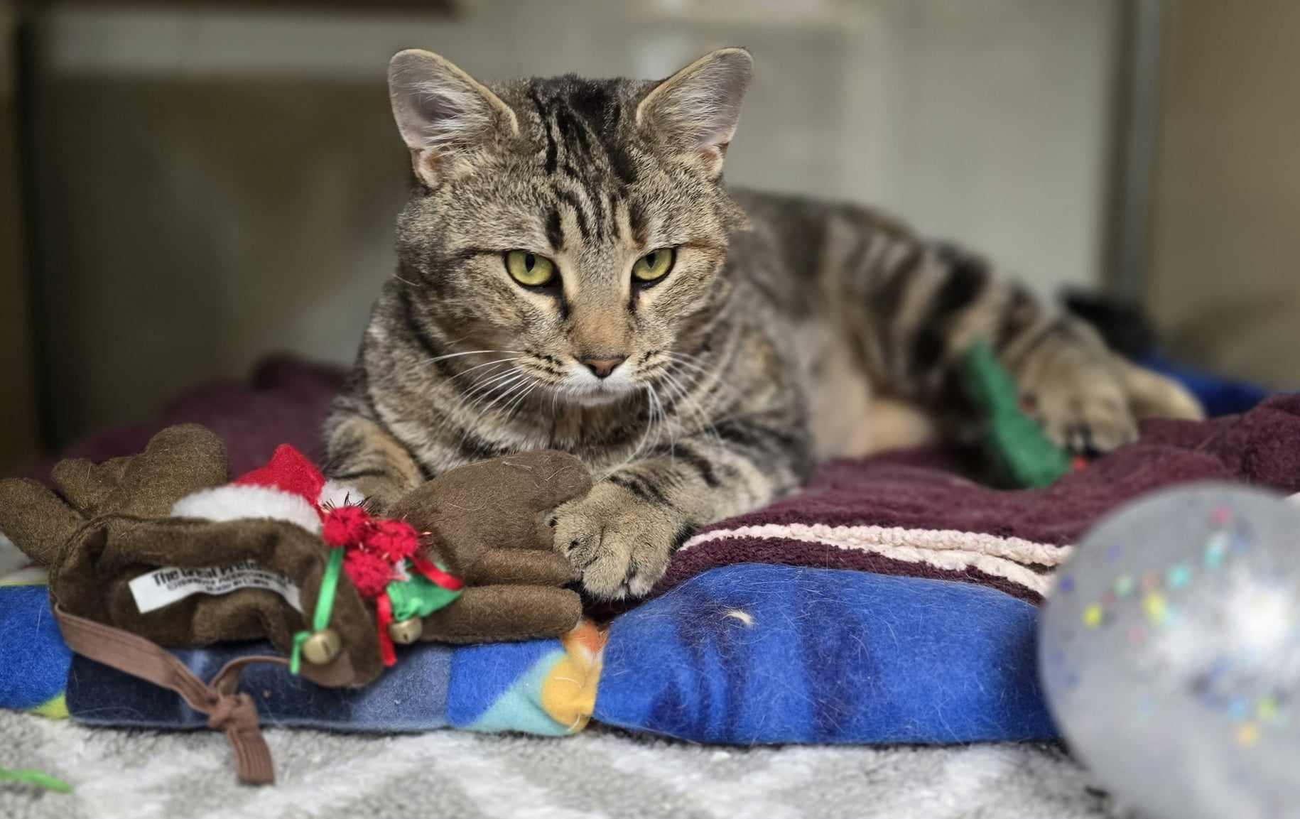 Belle, a Adoptable Domestic Short Hair in New Castle, PA image 3/6