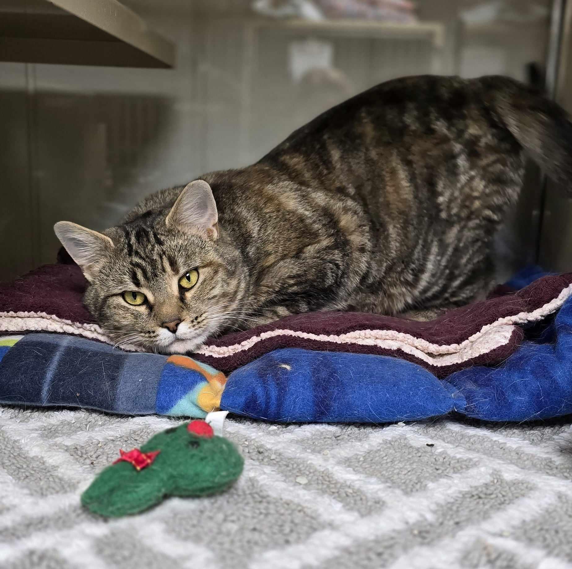 Belle, a Adoptable Domestic Short Hair in New Castle, PA image 4/6