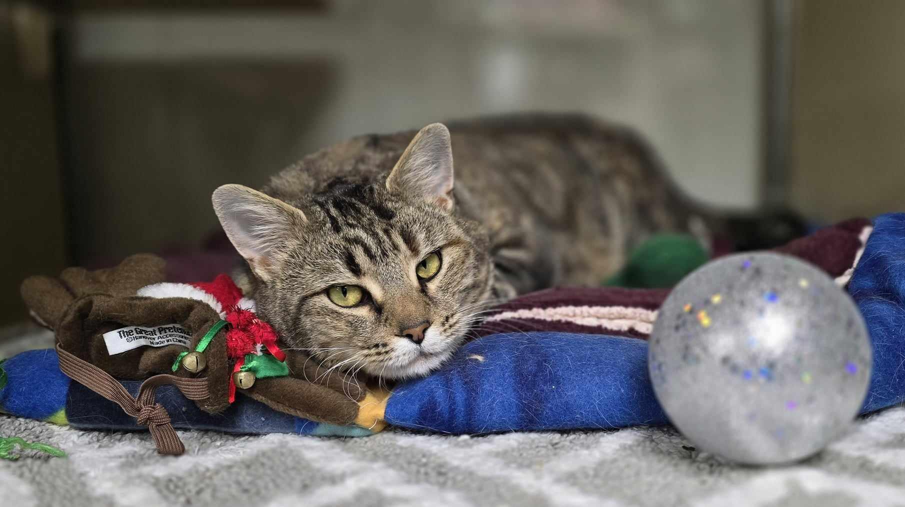 Belle, Adult Female Domestic Short Hair