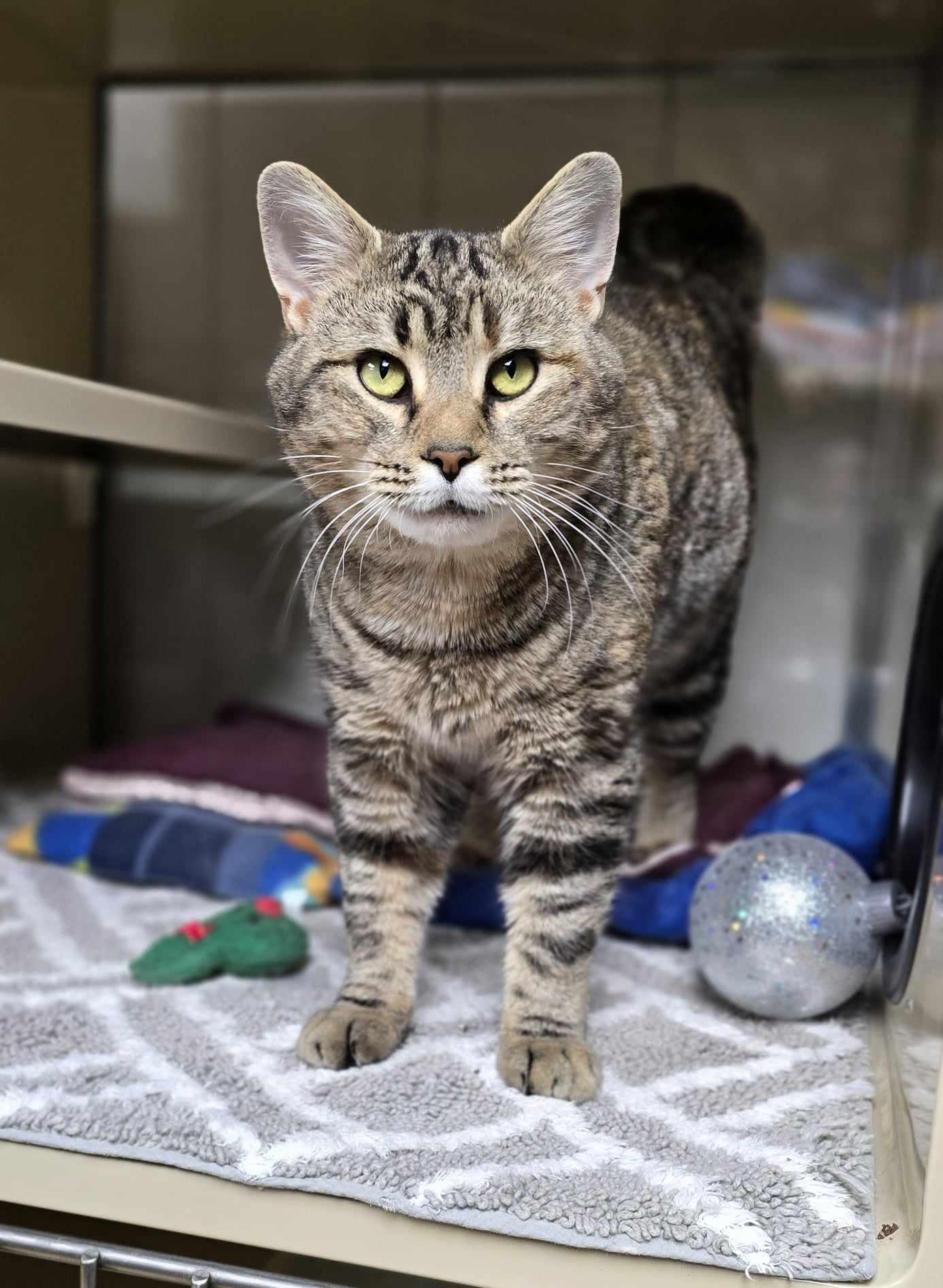 Belle, a Adoptable Domestic Short Hair in New Castle, PA image 6/6