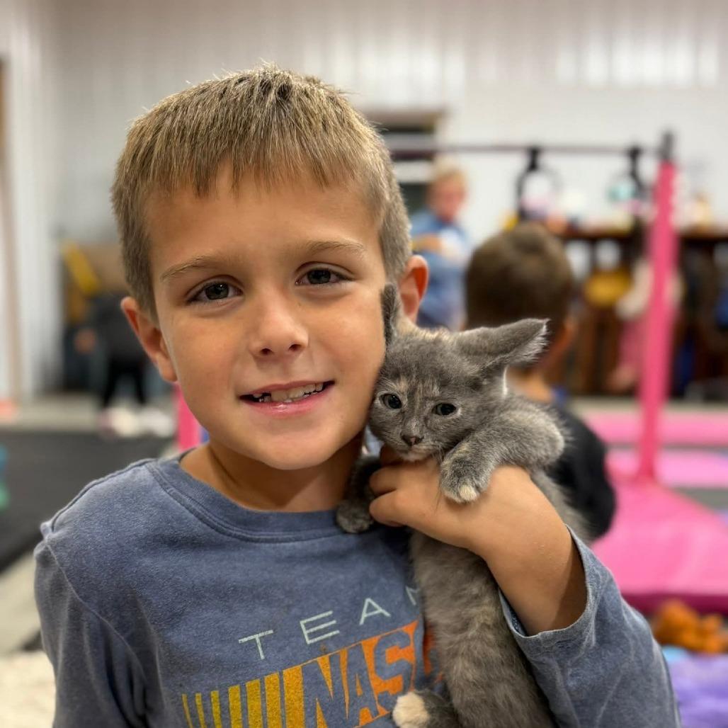 Amira, Adoptable, Kitten Female Domestic Short Hair.