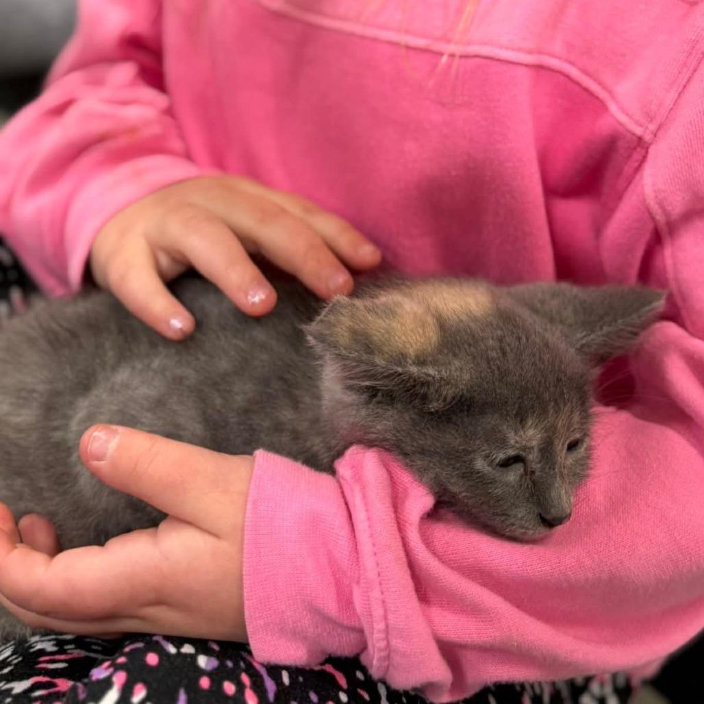 Enlarge Amira, a Adoptable Domestic Short Hair in Muscatine, IA image 2/5
