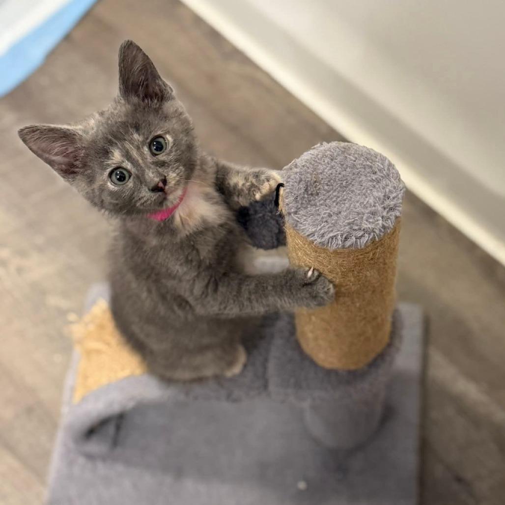 Enlarge Amira, a Adoptable Domestic Short Hair in Muscatine, IA image 4/5